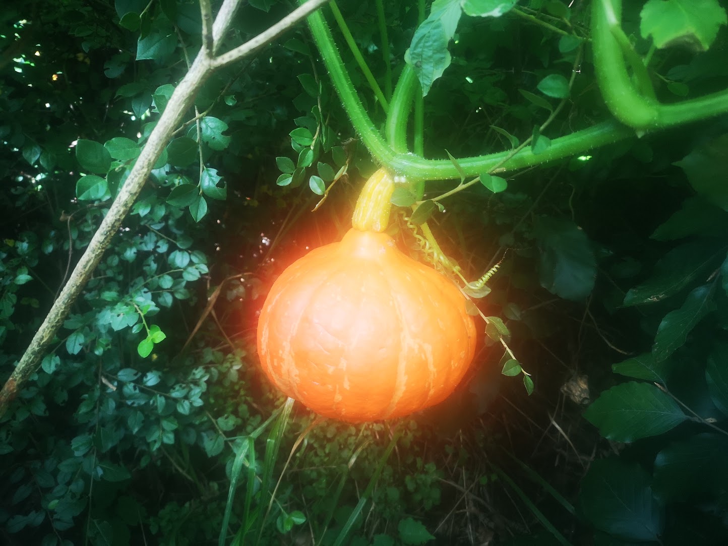 Squash