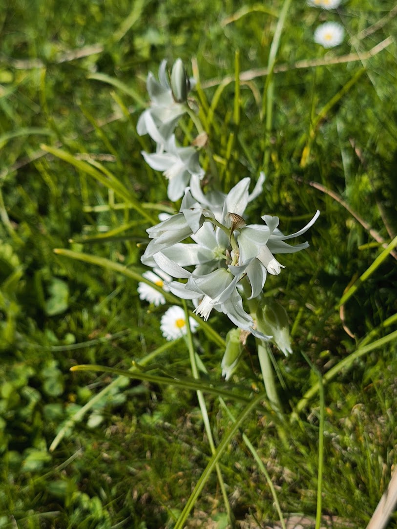 Star of Bethlehem