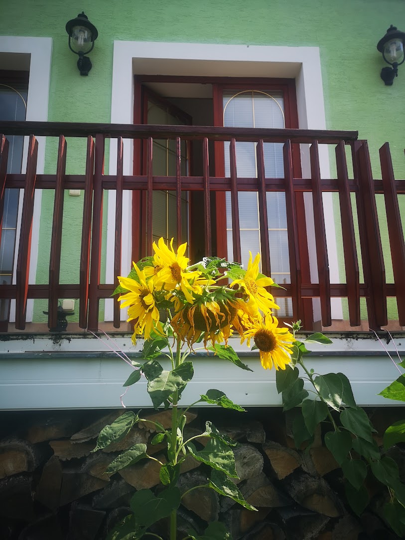 Sunflowers